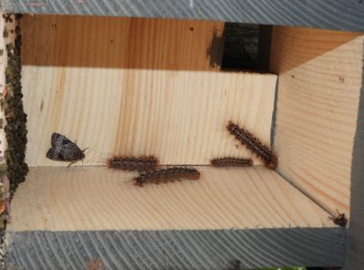 Mn&iacute;&scaron;ka veľkohlav&aacute;