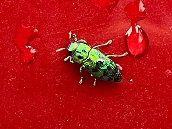 Cypress jewel beetle