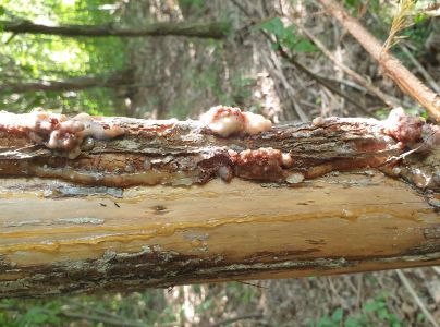 Plodokaz praslenov&yacute;