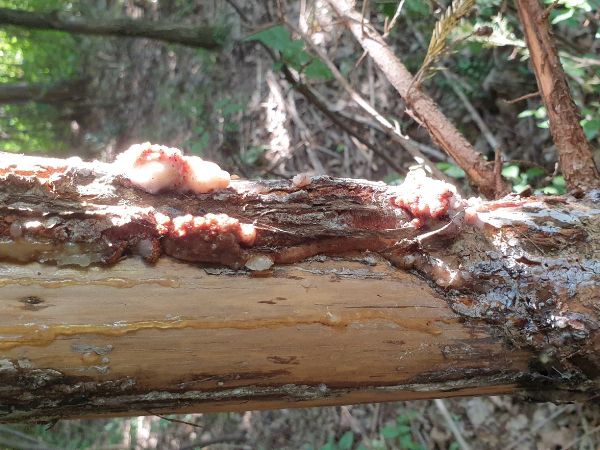 Spruce bark tortrix Cydia pactolana