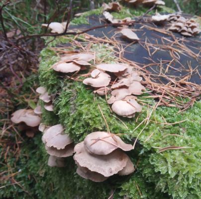 A - nejednoznačne určen&yacute;, nie sme si ist&iacute;