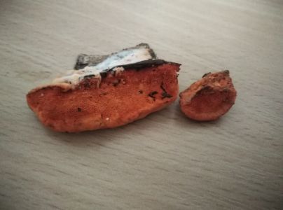 Červenica rumelkov&aacute;