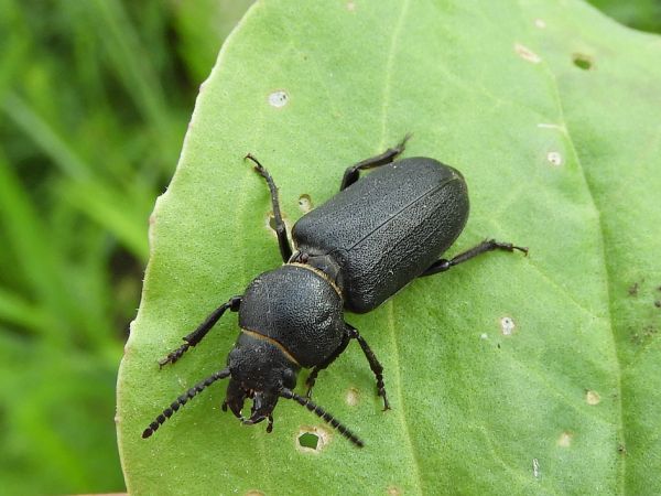 Long-horned beetle Spondylis buprestoides 