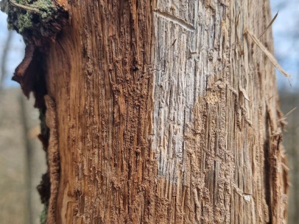 European oak bark beetle