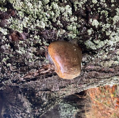 Phellinus hartigii 