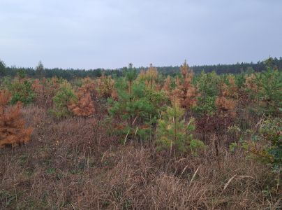 Chr&uacute;st paga&scaron;tanov&yacute;