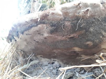 P&oacute;rovn&iacute;k jaseňov&yacute;