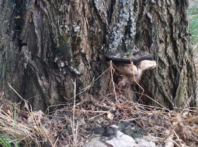 P&oacute;rovn&iacute;k jaseňov&yacute;