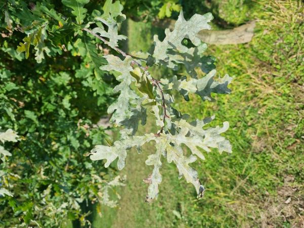 Oak powdery mildew