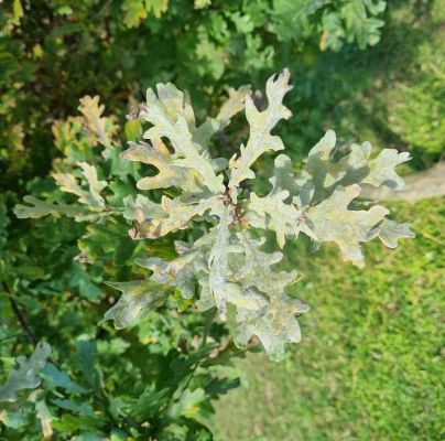 Microsphaera alphitoides