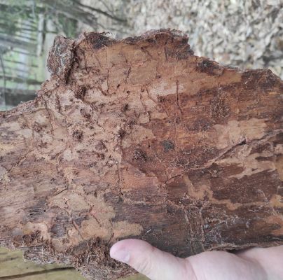 A - nejednoznačne určen&yacute;, nie sme si ist&iacute;