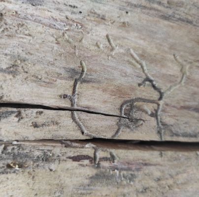 A - nejednoznačne určen&yacute;, nie sme si ist&iacute;