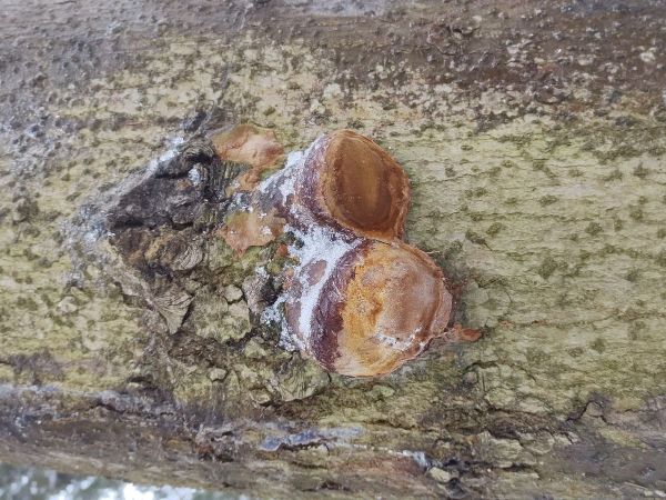 Hartig&acute;s white trunk rot