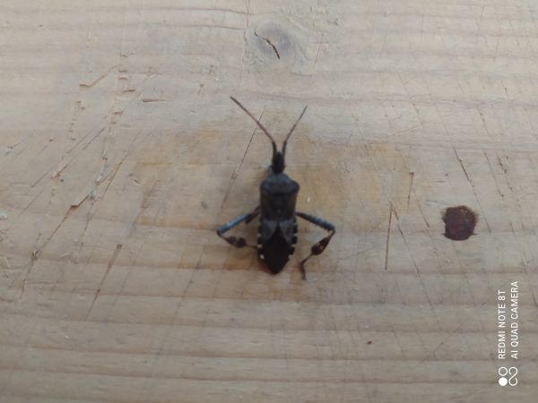 Western conifer seed bug
