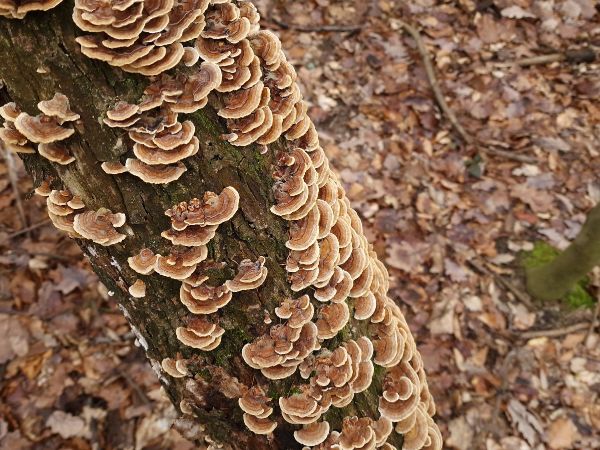 Turkey tail