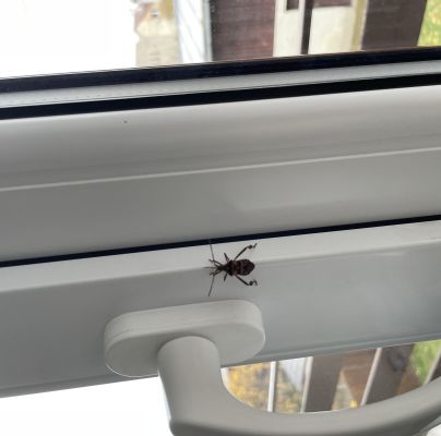 Leptoglossus occidentalis