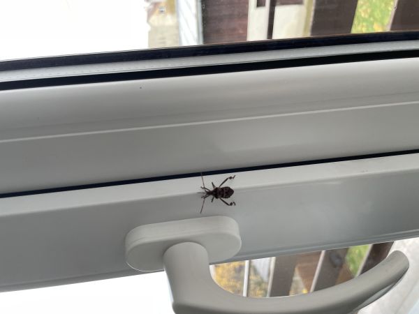 Western conifer seed bug