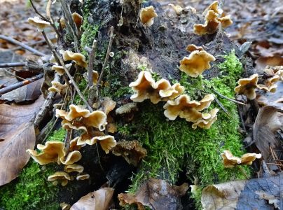 Pevn&iacute;k chlpat&yacute;