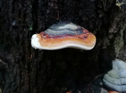 Pr&aacute;chnovček p&aacute;sikav&yacute; 