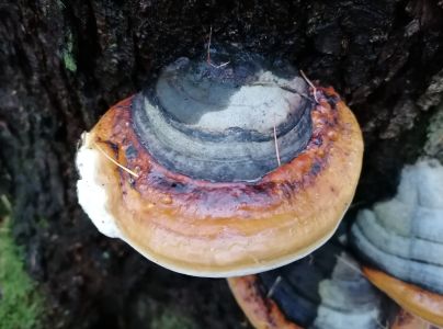 Pr&aacute;chnovček p&aacute;sikav&yacute; 