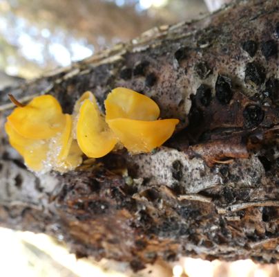 A - nie je v datab&aacute;ze