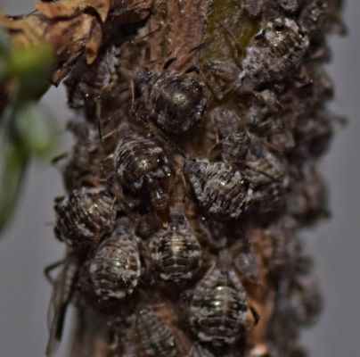 A - nejednoznačne určen&yacute;, nie sme si ist&iacute;