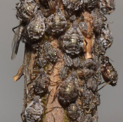 A - nejednoznačne určen&yacute;, nie sme si ist&iacute;