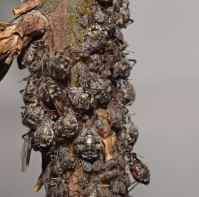A - nejednoznačne určen&yacute;, nie sme si ist&iacute;