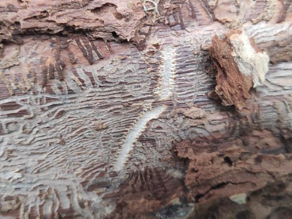 Larch elm bark beetle