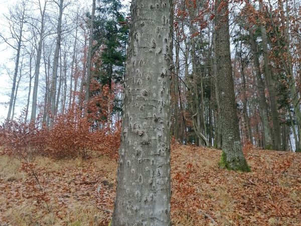 Beech bark beetle