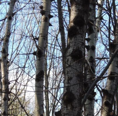 A - nejednoznačne určen&yacute;, nie sme si ist&iacute;