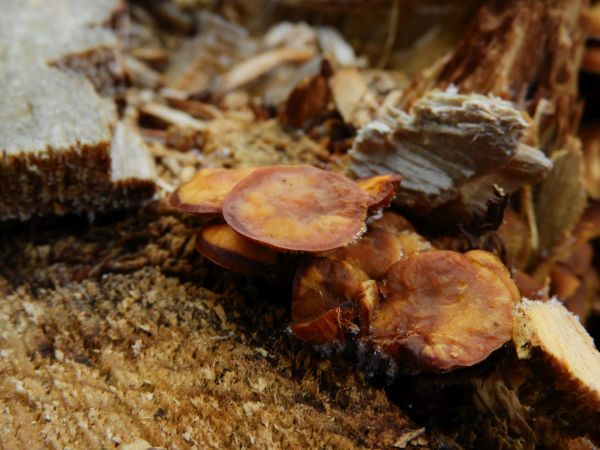 Armillaria root rot