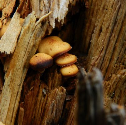 Armillaria mellea 
