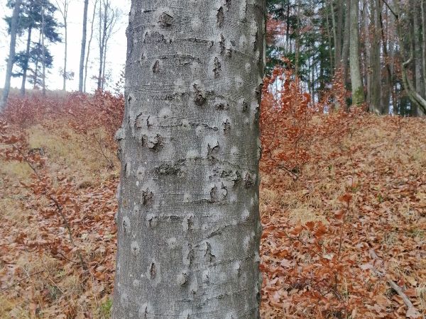 Beech bark beetle