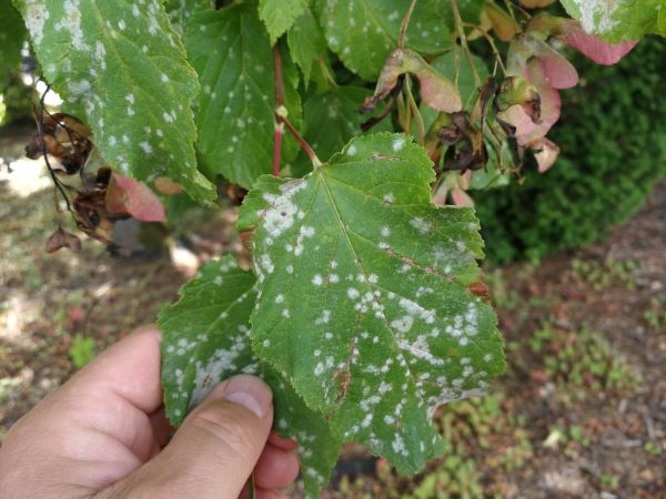 Powdery mildew of maple