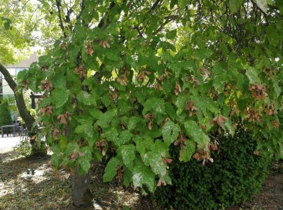 &Scaron;pir&aacute;lovka Tulasneova