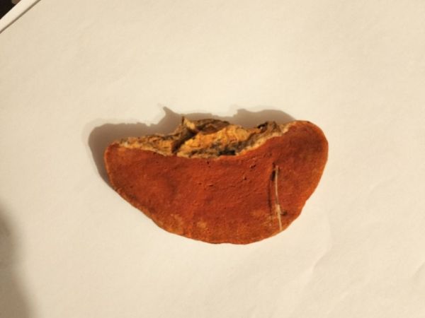Cinnabar-red polypore