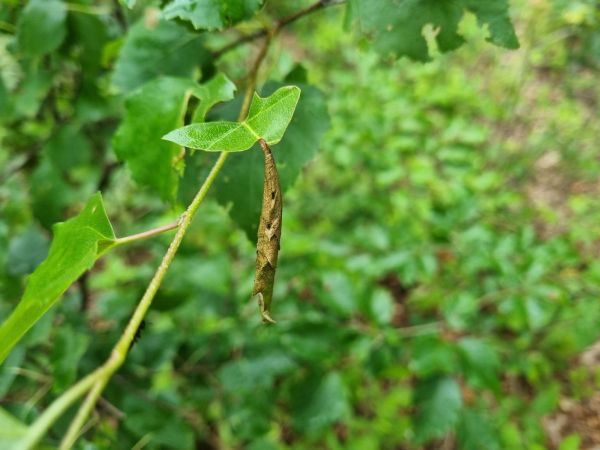 Birch leaf-roller