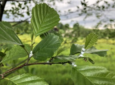 M&eacute;ra jel&scaron;ov&aacute;