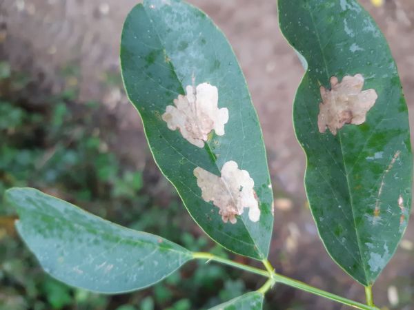 Locust digitate leaf miner