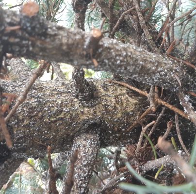 A - nejednoznačne určen&yacute;, nie sme si ist&iacute;