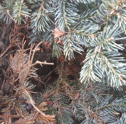 A - nejednoznačne určen&yacute;, nie sme si ist&iacute;