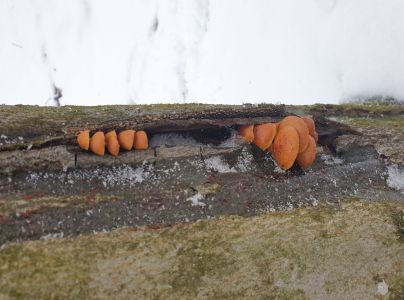 Plamienka zimn&aacute;