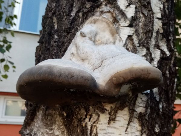 Tinder fungus