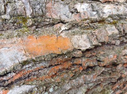 Drobnoplodka &scaron;kvrnit&aacute;