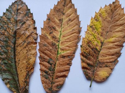 Drobnoplodka &scaron;kvrnit&aacute;