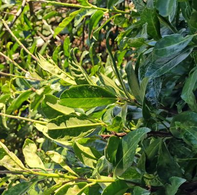 A - nejednoznačne určen&yacute;, nie sme si ist&iacute;