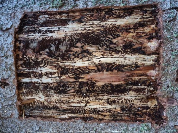 European spruce bark beetle