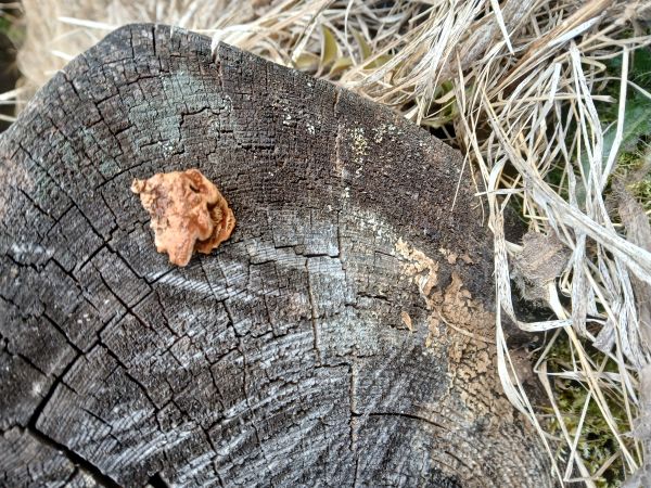 Yellow-red gill polypore