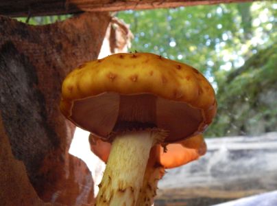 &Scaron;upinovka &scaron;upinat&aacute;